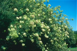 Buddleja saligna -  indigenous trees South Africa