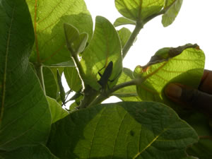 Combretum hereroense - indigenous trees South Africa