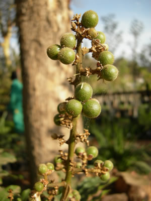 Deinbollia oblongifolia - indigenous trees South Africa