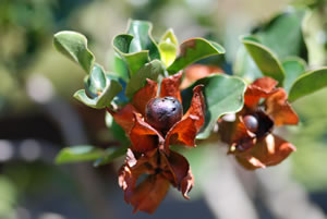 Diospyros whyteana - indigenous trees South Africa