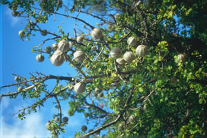 Gardenia volkensii - indigenous trees South Africa