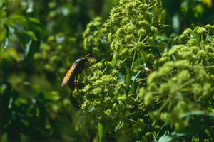 Heteromorpha trifoliolata - indigenous trees South Africa