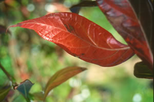 Heteropyxis canescens - indigenous trees South Africa