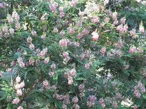 Indigofera frutescens - indigenous trees South Africa